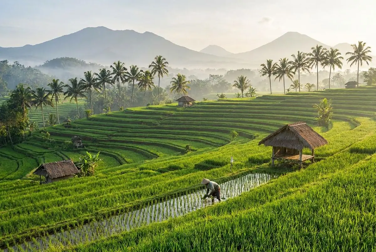 Green rice terraces with palm trees in Bali, Indonesia, in early morning light